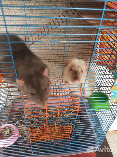 Крысы с клеткой
