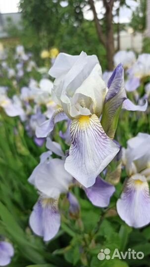 Ирисы бородатые сортовые