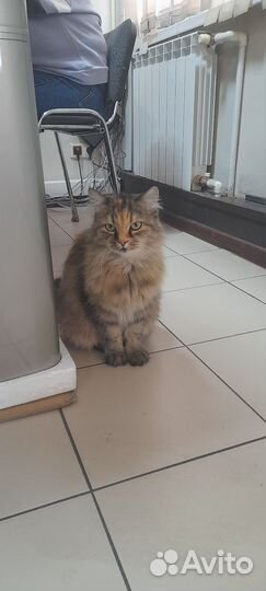 Кошки в добрые руки
