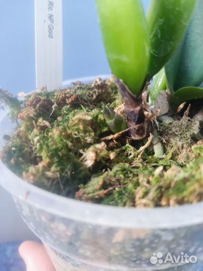 Орхидея. Каттлея.Rlc. NP Gold