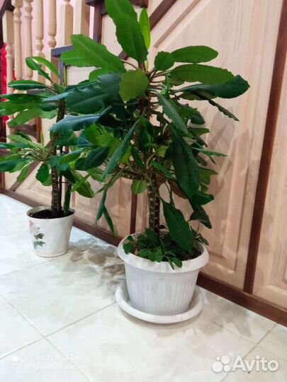 Комнатные растения. Молочай