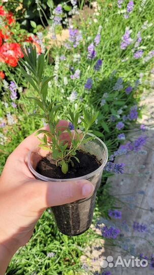 Лаванда саженцы