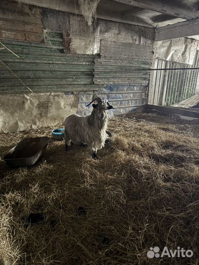 Продам козу