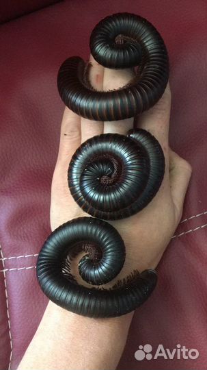 Аренда экзотических животных