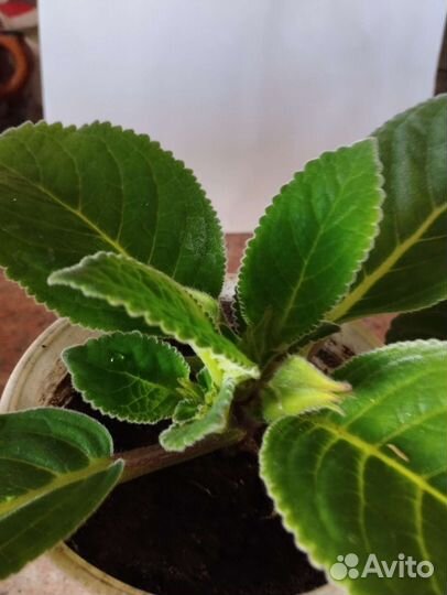 Синненгия цветущая и герань разная