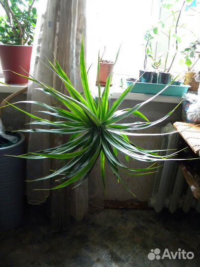 Драцена маргината 