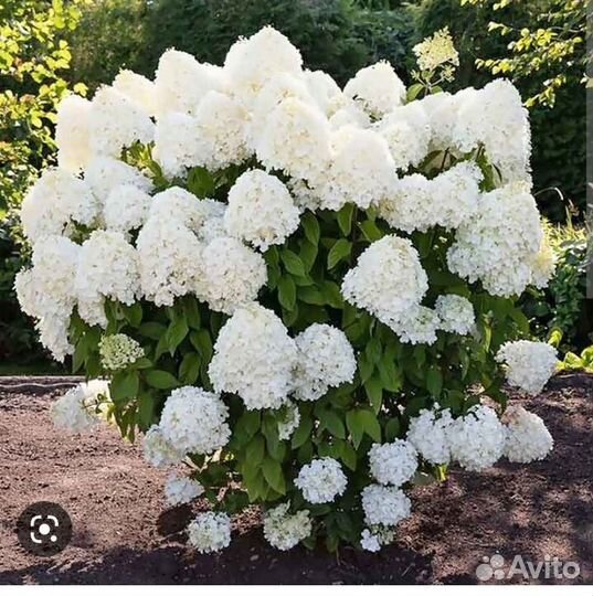 Гортензия метельчатая