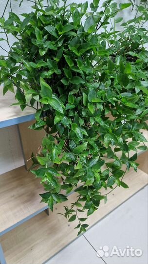 Традесканция (горшок с цветком)