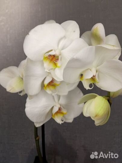 Орхидея фаленопсис