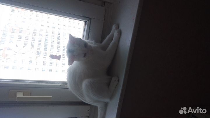 Отдаём в хорошие руки красивую кошечку