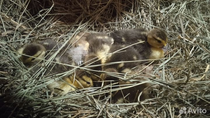 Индоутята суточные