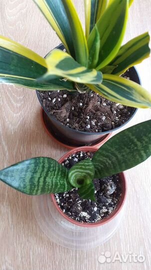 Сансевиерия ханни пагода стриата