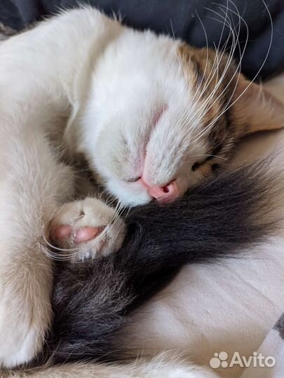 Котенок в добрые руки