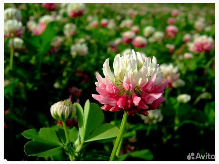 Клевер Розовый Гибридный, семена оптом