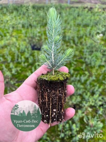 Зкс и окс Сосна Ель Лиственница сеянцы Голуб горн