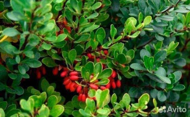 Барбарис Кобальт