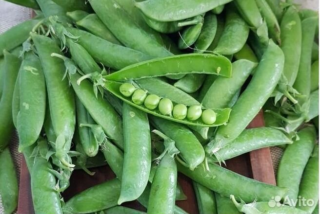 Горох в стручках