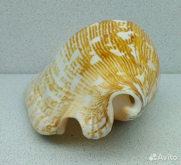 Стромбус Латиссимус 16,5 морская ракушка раковина