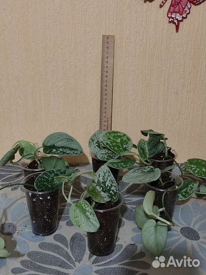 Эпипремнум глобал грин и др. комн. цветы