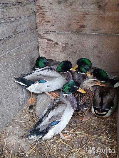 Подсадные утки