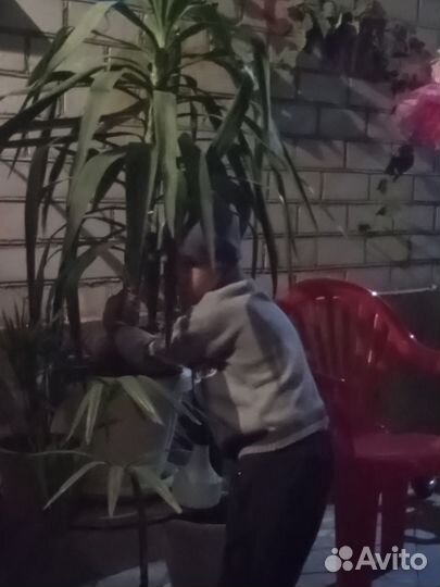 Юкка комнатная