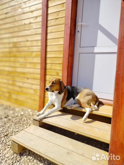 Передержка собак. Зоогостиница