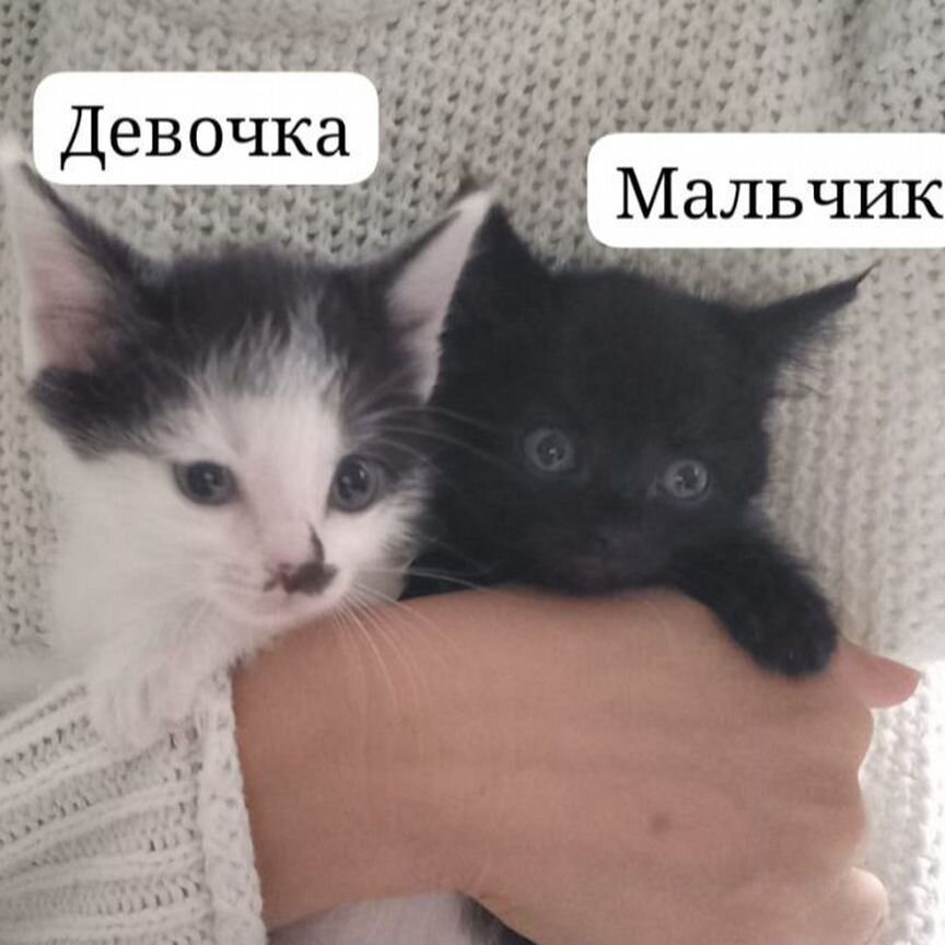 Котята в добрые руки