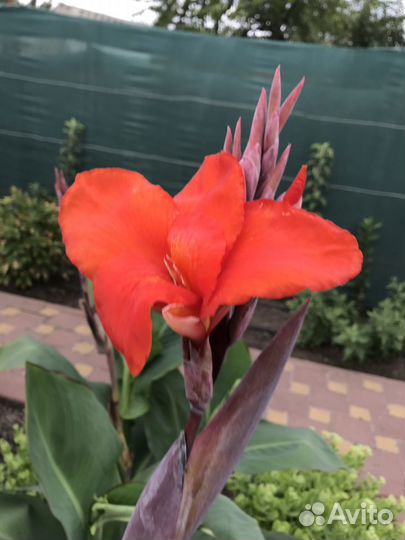 Канны оранжевые и красные