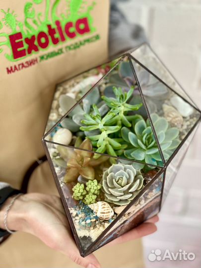 Флорариум «Марс» средний