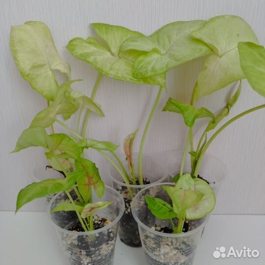 Сингониум Dang Rasamee Tong