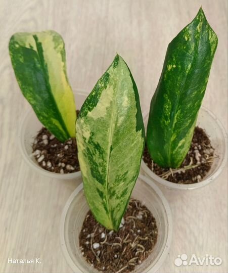 Замиокулькас вариегатный Long Leaf
