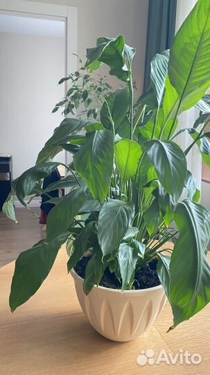 Спатифиллум