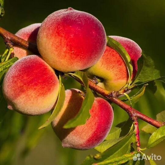 Саженцы в Пензе от производителя. 