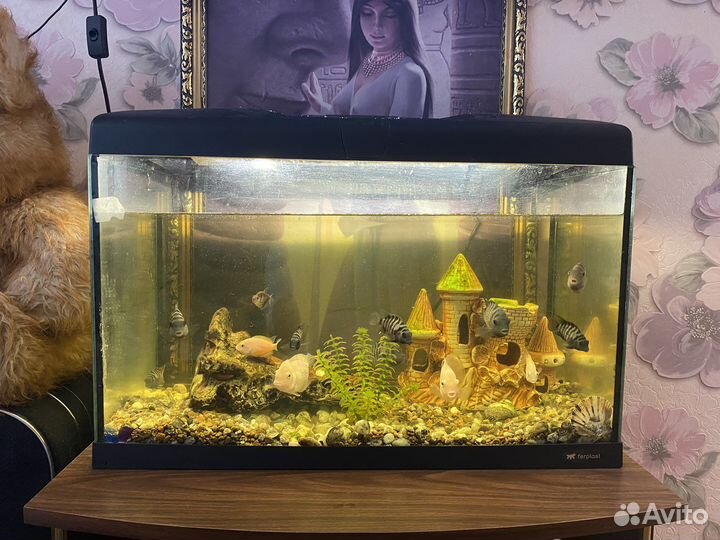 Аквариум с рыбками