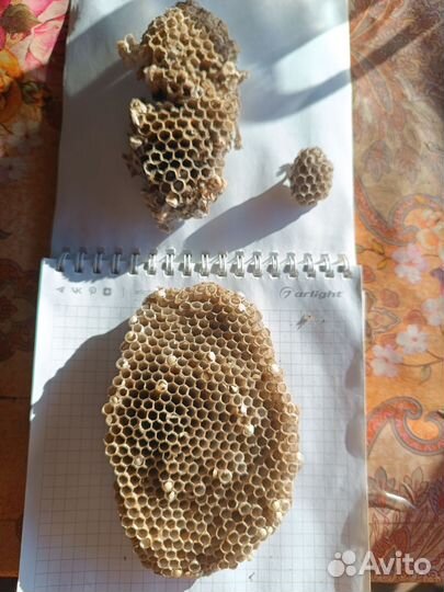 Осиное гнездо