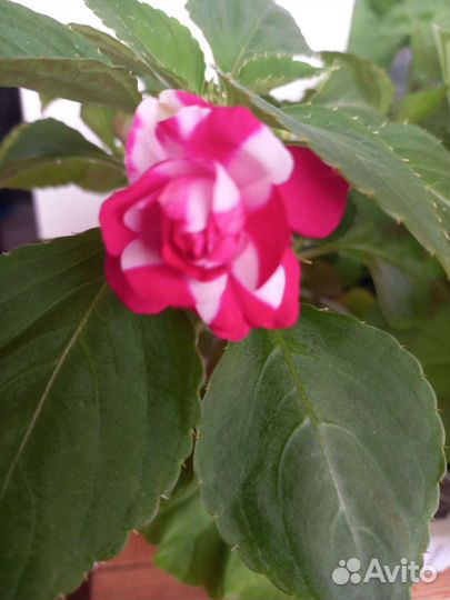 Бальзамин махровый