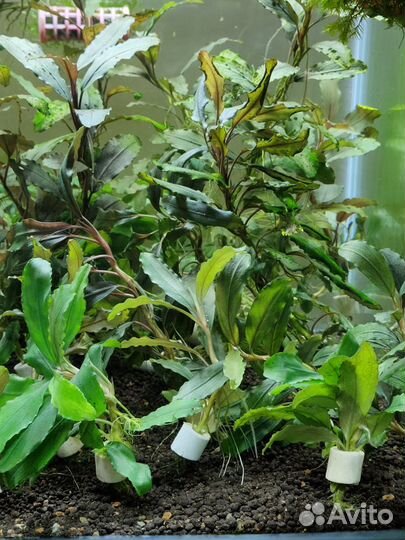 Буцефоландры