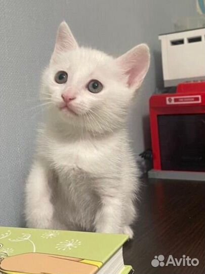 Котенок девочка в добрые руки