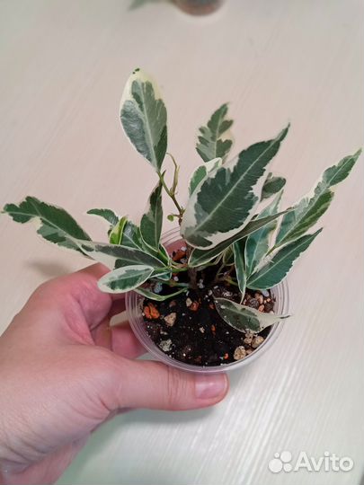 Фикус пикси