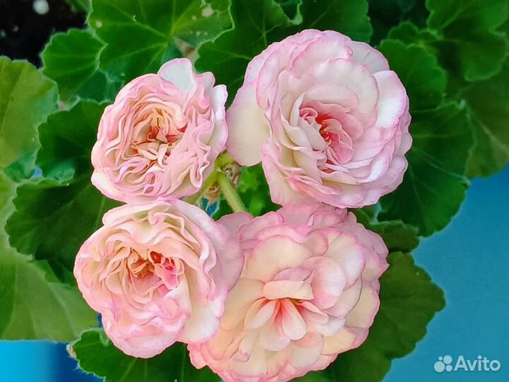 Пеларгонии сортовые