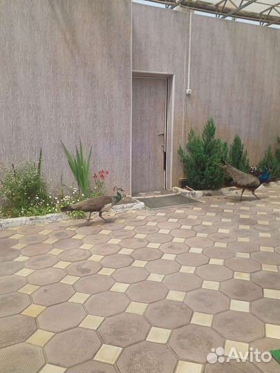 Павлины продажа