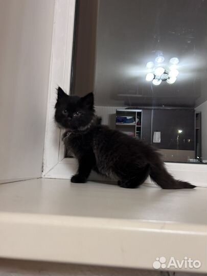 Черный котенок девочка