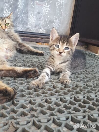 Отдам в добрые руки котят