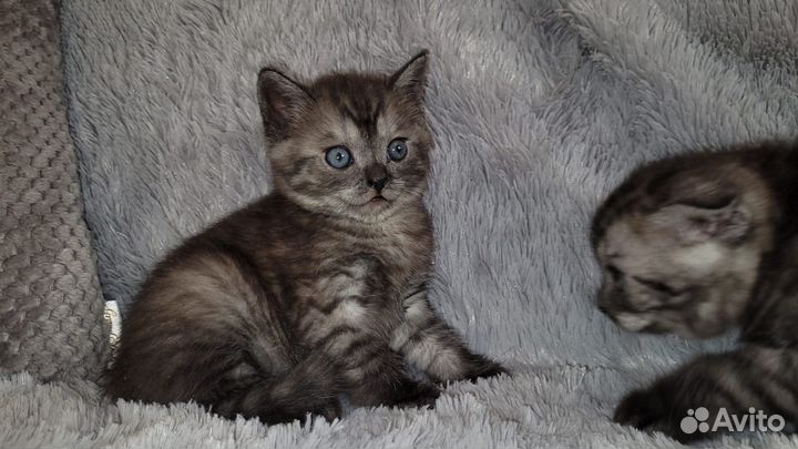 Британские котята