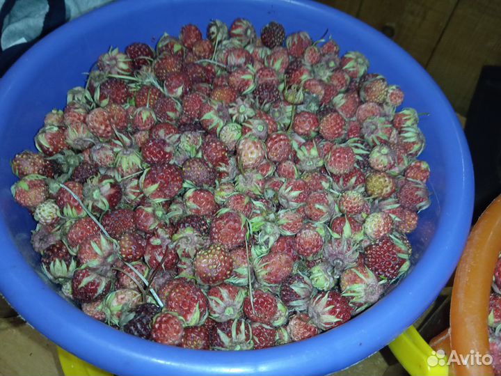 Клубника полевая