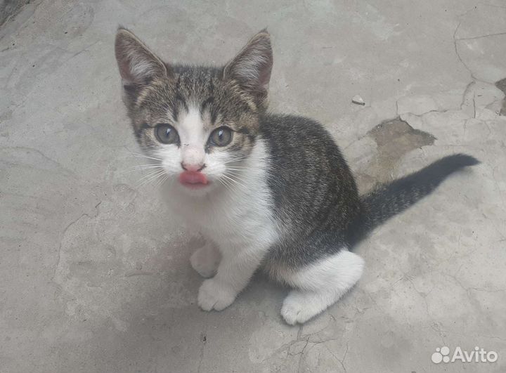 Котёнок в дар