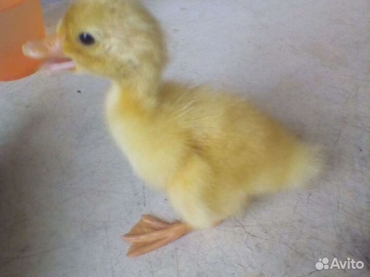 Инкубация яиц