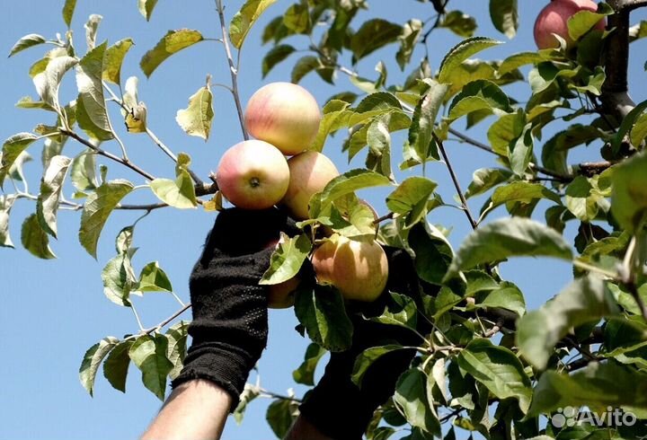 Работник по сборке яблок в саду