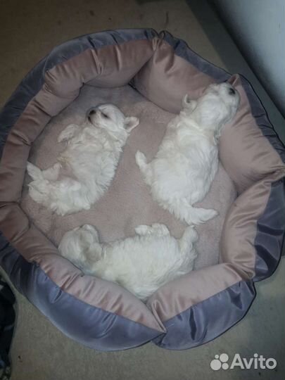 Собака маленькая порода. Мальтийская болонка