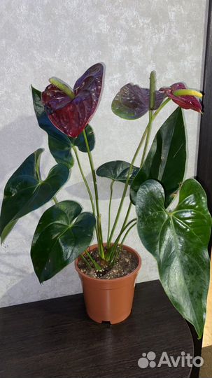 Антуриум арамон